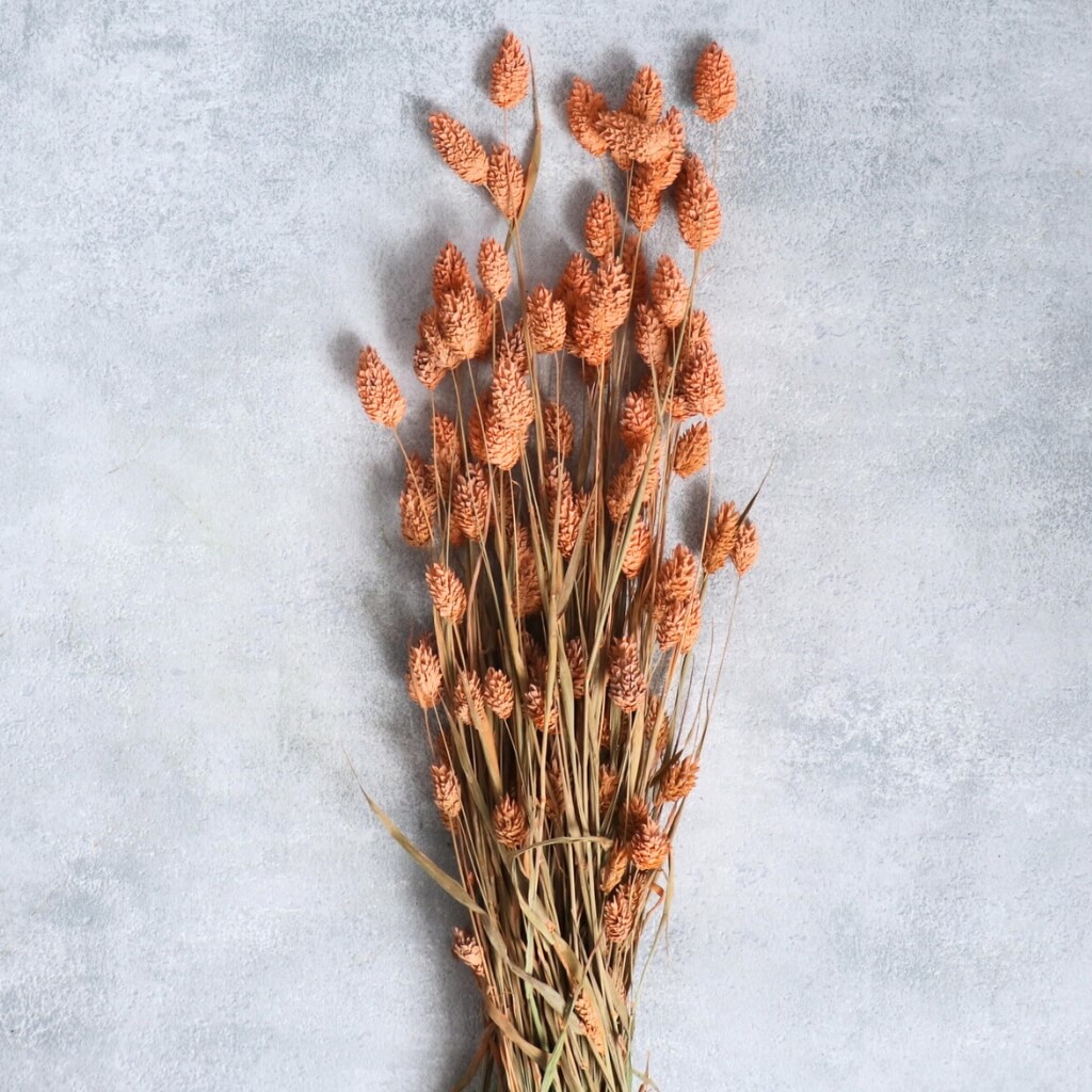 Sušený Phalaris – lososová, přírodní dekorace v jemně teplém odstínu